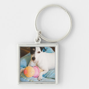 Jack russell terrier lying down key ring