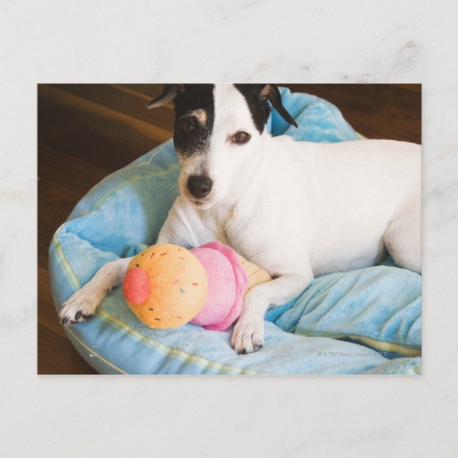 Jack russell terrier lying down postcard (Front)