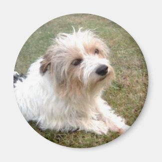 Jack Russell Terrier Magnet