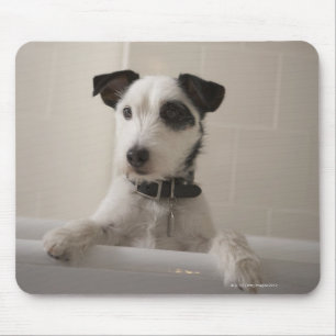 Jack russell terrier. mouse pad