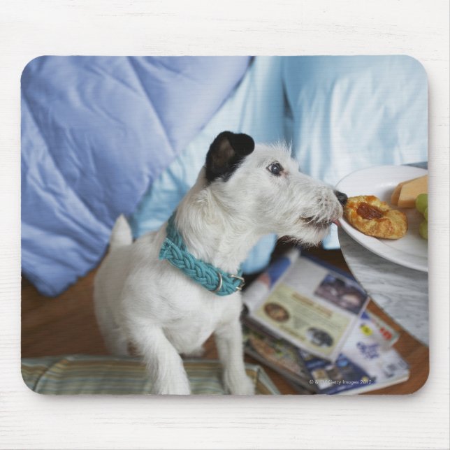 Jack russell terrier. mouse pad (Front)