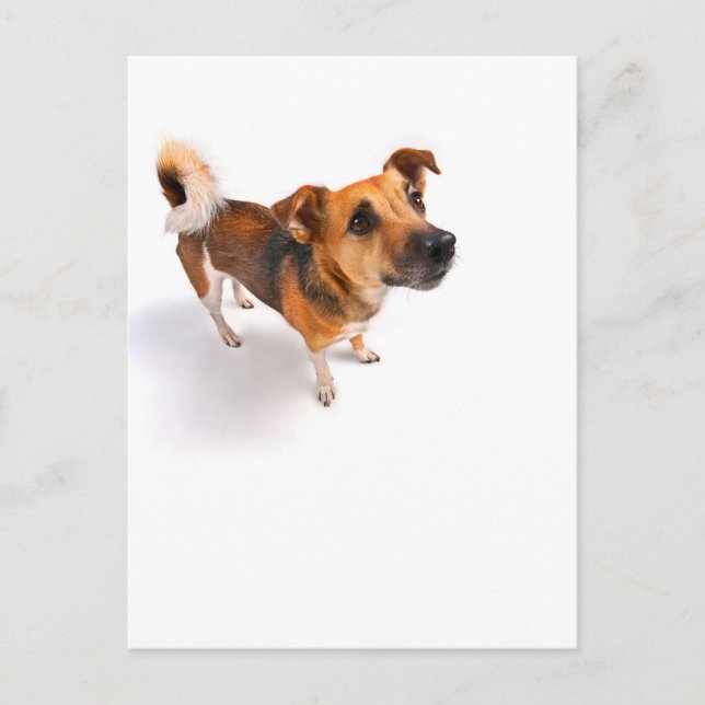 Jack Russell terrier Postcard (Front)