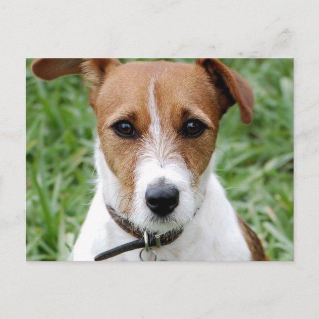 Jack Russell Terrier Postcard (Front)
