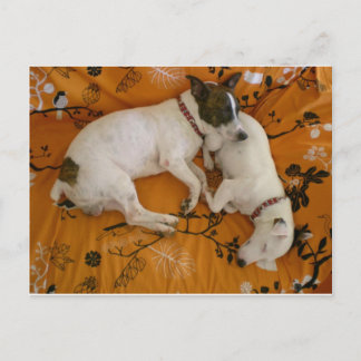 Jack Russell Terrier Postcard