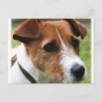 Jack Russell Terrier Postcard
