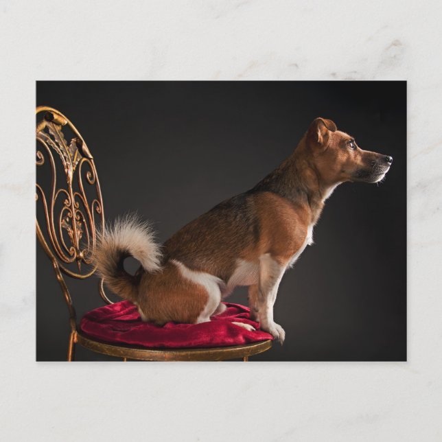 Jack Russell terrier Postcard (Front)