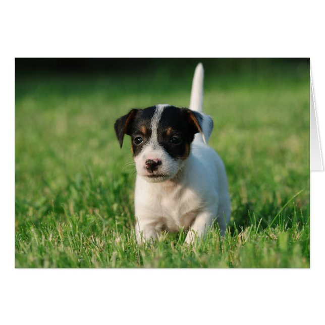 Jack Russell Terrier puppy (Front Horizontal)