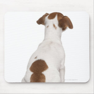 Jack Russell Terrier puppy (3 months old) Mouse Pad