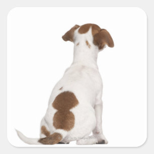 Jack Russell Terrier puppy (3 months old) Square Sticker