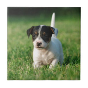 Jack Russell Terrier puppy Ceramic Tile
