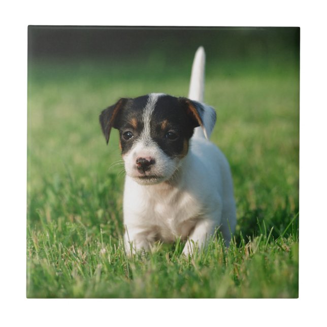 Jack Russell Terrier puppy Ceramic Tile (Front)
