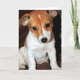 Jack Russell Terrier Puppy Dog Greeting Card