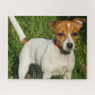 Jack Russell Terrier Puppy Dog Jigsaw Puzzle
