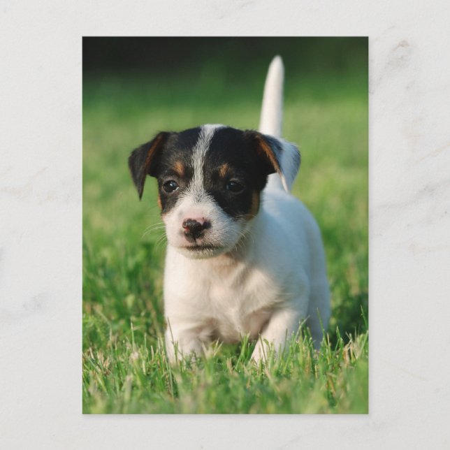 Jack Russell Terrier puppy Postcard (Front)