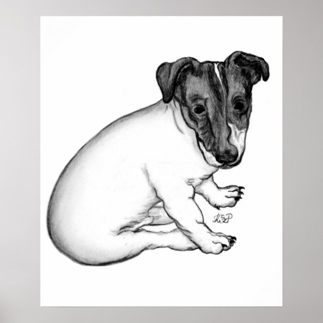 Jack Russell Welpe 10 Wochen alt Poster (Front)