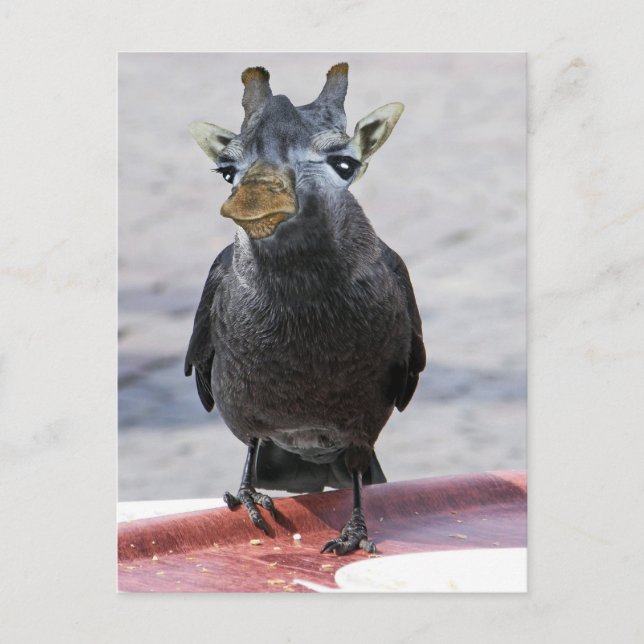 Jackaffe Postcard (Front)