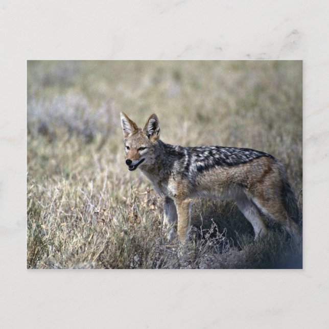Jackal hunting postcard (Front)