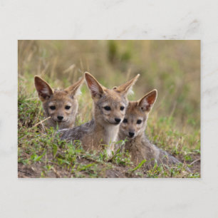 Jackal Pups Postcard