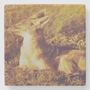 Jackal smelling the breakfast from safari lodge stone coaster