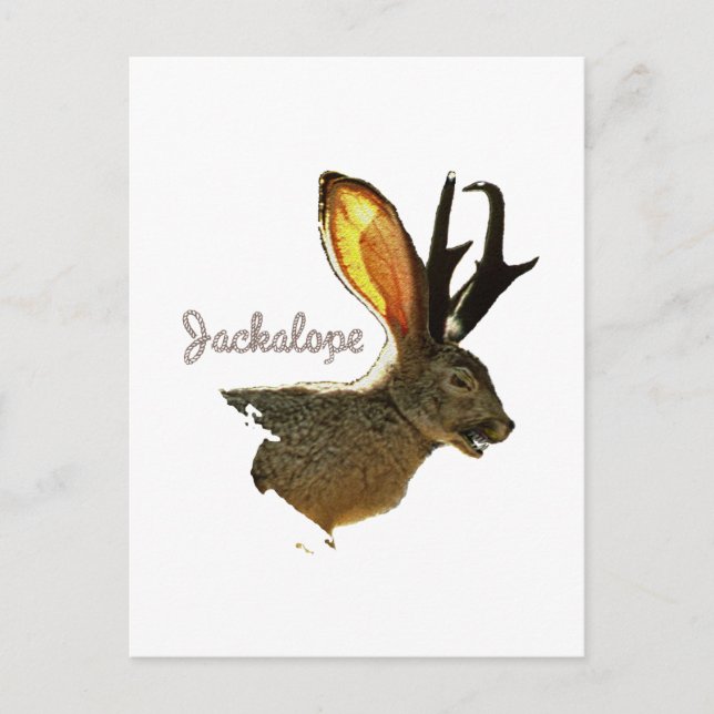 Jackalope Postcard (Front)