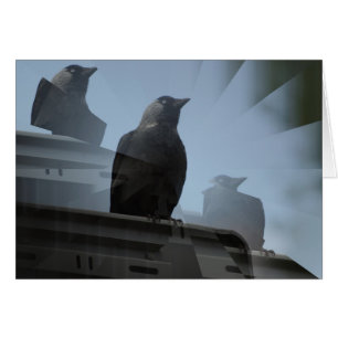 Jackdaw Bird Card