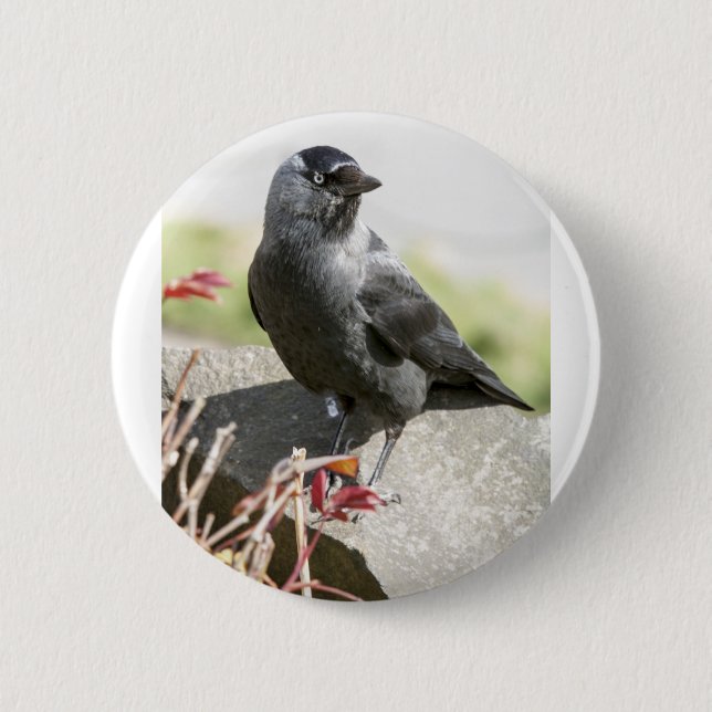 jackdaw.jpg 6 cm round badge (Front)