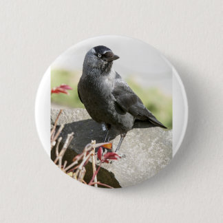 jackdaw.jpg 6 cm round badge