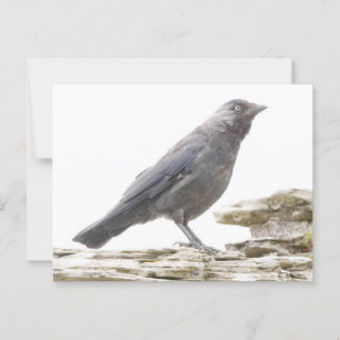 Jackdaw Postcard