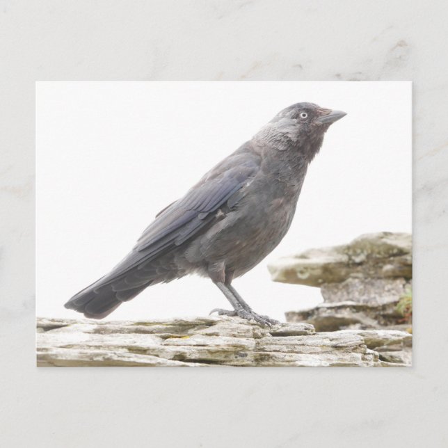 Jackdaw Postcard (Front)