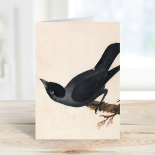 Jackdaw   William Lewin Card