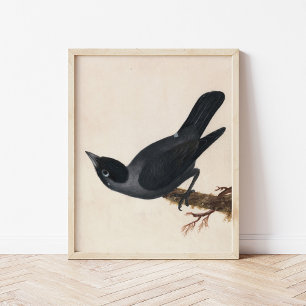 Jackdaw   William Lewin Poster