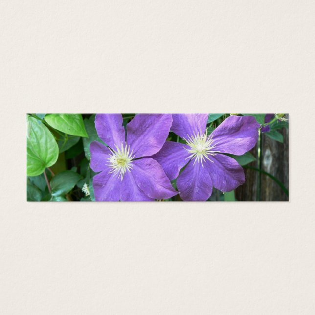 Jackmanii Clematis (Front)