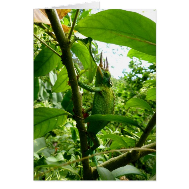 Jackson Chameleon (Front)