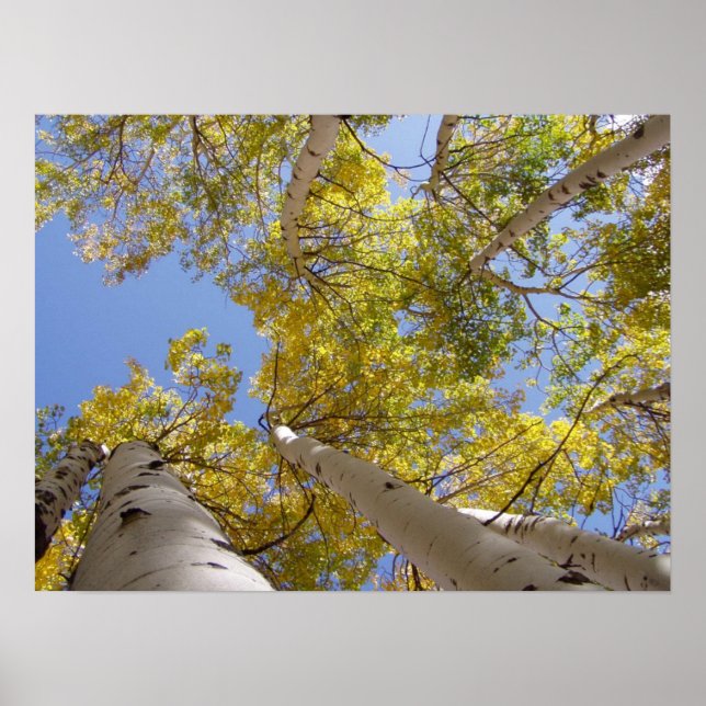 Jackson Hole Wyoming Series Poster (Front)