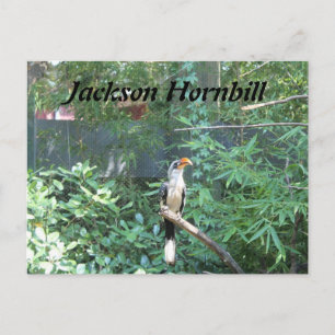 Jackson Hornbill Postcard