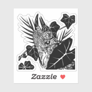 Jackson’s Chameleon 