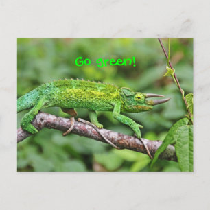 Jacksons Chameleon Postcard