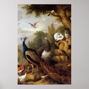 Jacob Bogdani Peacock Peahen Parrots Canary    Poster