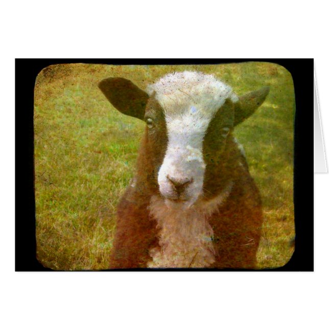 Jacob Lamb (Front Horizontal)