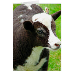 Jacob Lamb All Occasion Greeting Card
