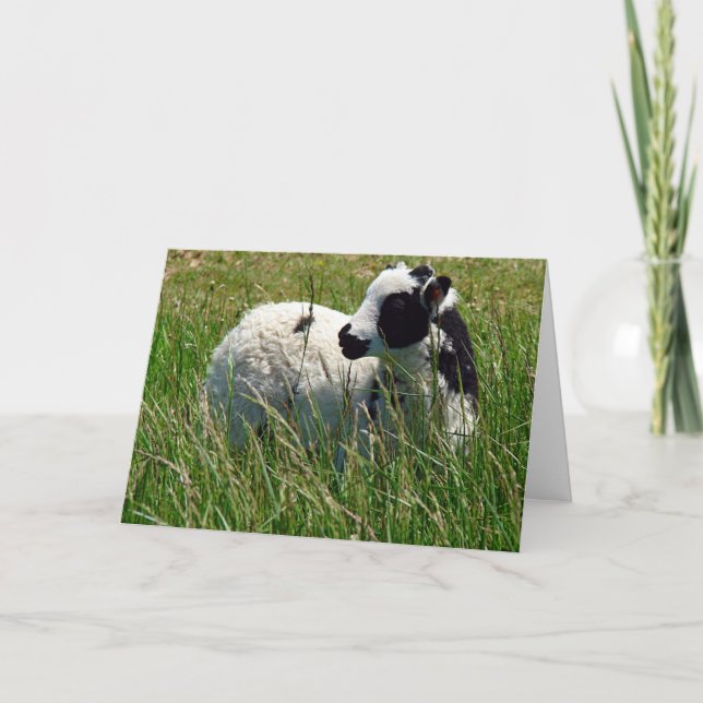 Jacob Ram Lamb Easter Card (Front)