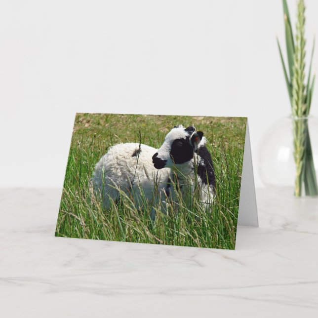 Jacob Ram Lamb, Easter Holiday Card (Front)