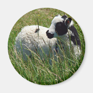 Jacob Ram Lamb Magnet