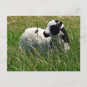 Jacob Ram Lamb Postcard