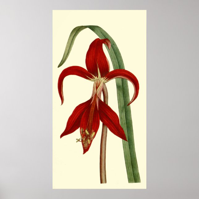 Jacobbaean Amaryllis Poster (Front)
