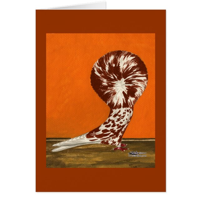 Jacobin Pigeon Red Splash (Front)