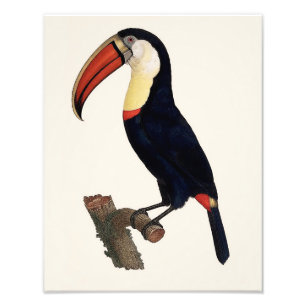 Jacques Barraband "Tucan" Parrot 1801 Reproduction Photo Print