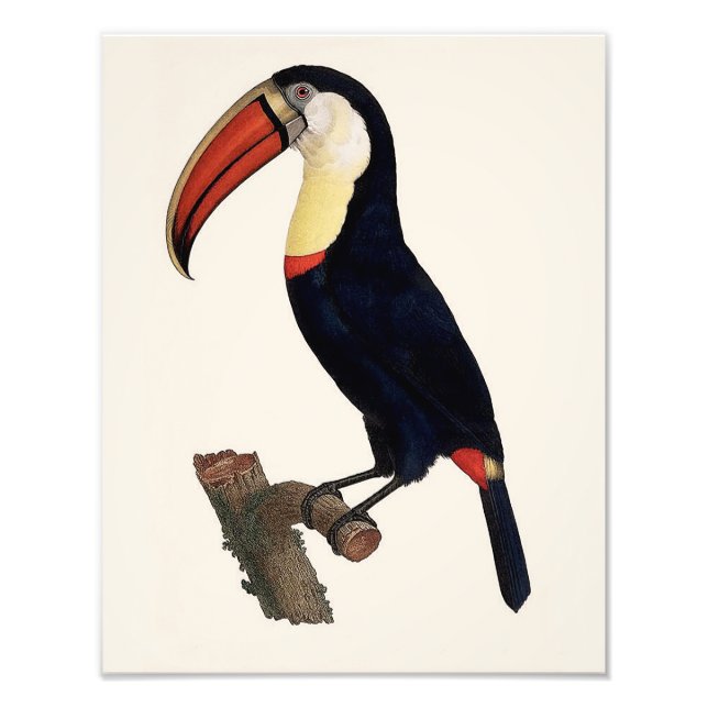Jacques Barraband "Tucan" Parrot 1801 Reproduction Photo Print (Front)
