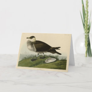 Jager (Pomarine Jaeger) Audubon's Birds of America Card