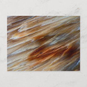 Jagged Petrified Wood Postcard